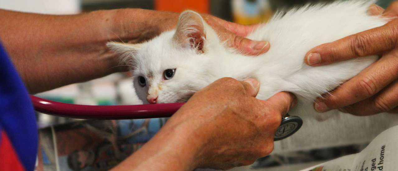 pre-veterinarian