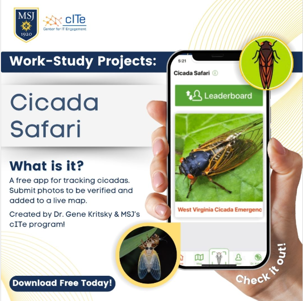 cicada safari