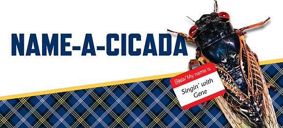 name a cicada graphic