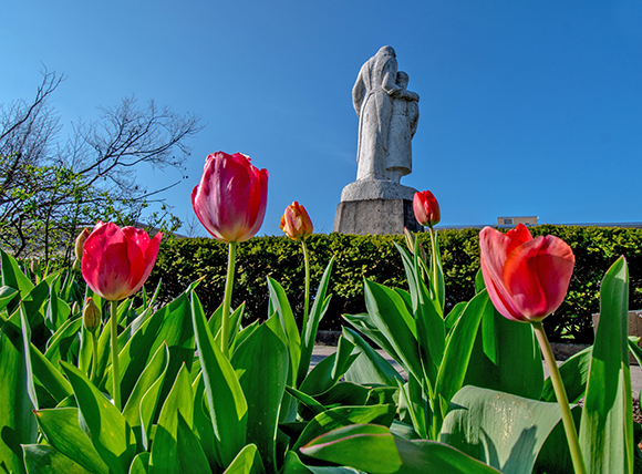 Mount St. Joseph Statue next to pink tulips.